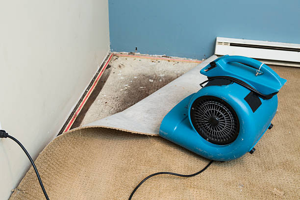 Best Mold removal after water damage  in Holly Ridge, NC